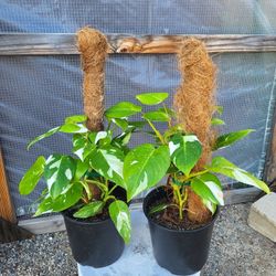 Philodendron White Princess Plant 10" Pot $15 Each