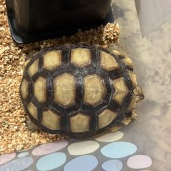 Tortoise Found In Oceanside