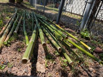 Bamboo Rods