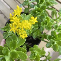 Succulent , House Plant