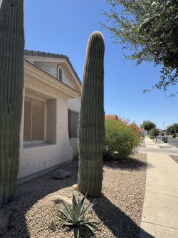 Saguaro Cactus For Sale
