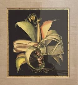 Framed Aloe Art Print