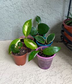 Mini hoyas plants  $2 each