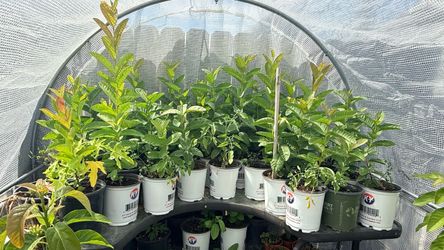 Guava plant