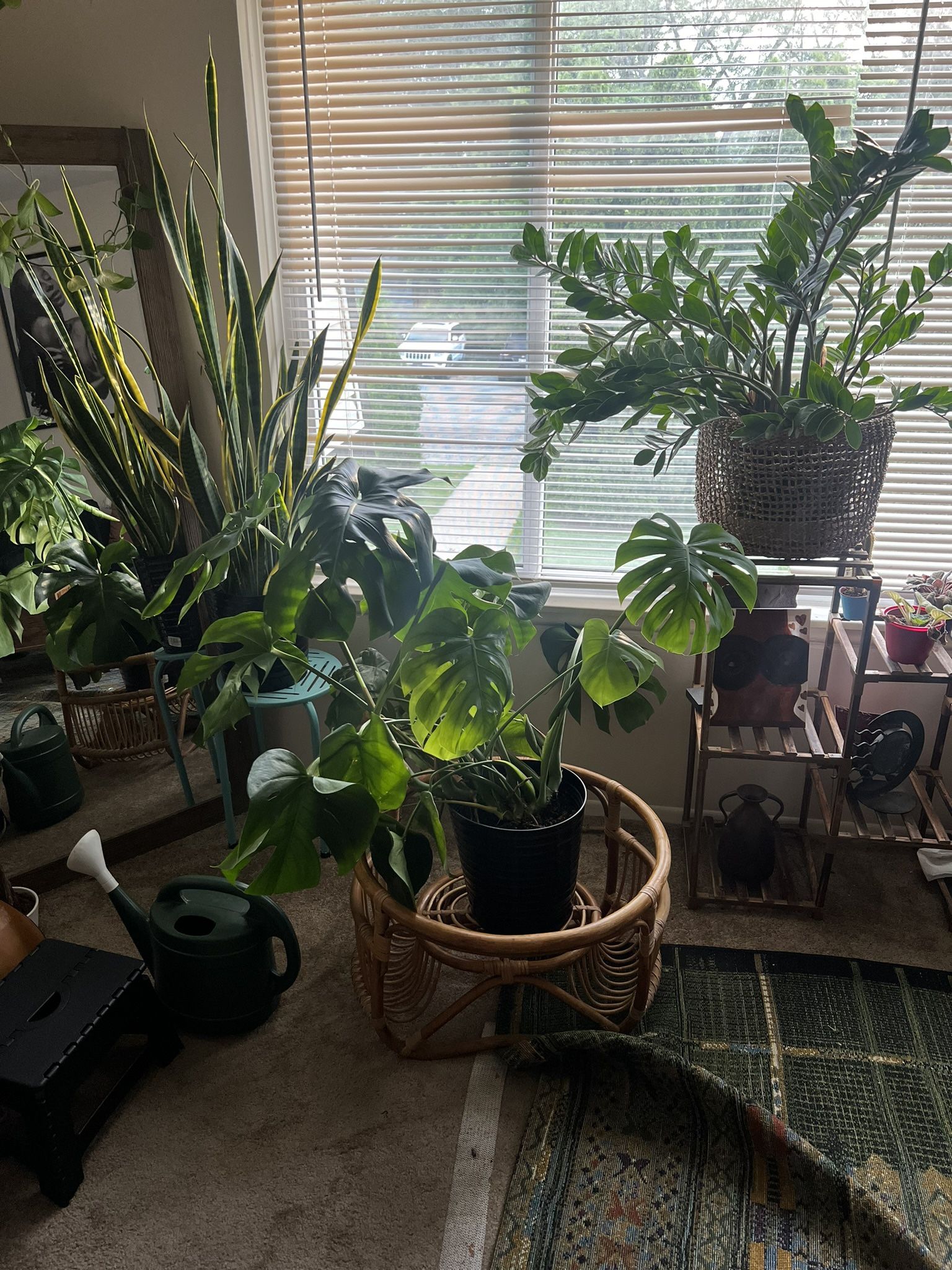 *LARGE* Monstera plant!! 125 OBO