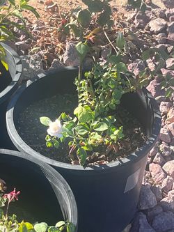 white rose bush