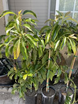 Reed Avocado 🥑 Tree 