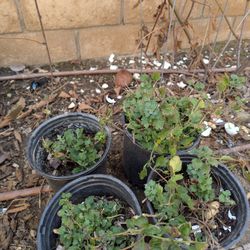 Nursery Plants, 1 Gallon