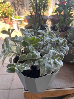 Plant