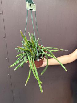 6” aporophyllum moonlight