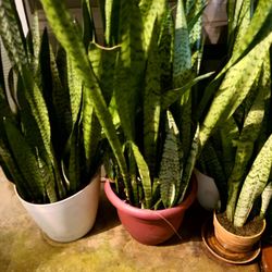 Snake Plant