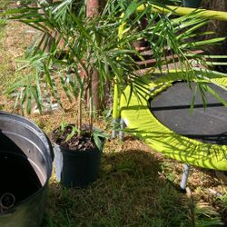 Plantas 