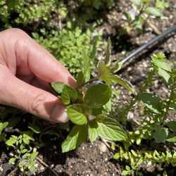 Free Rooted Chocolate Mint Seedling