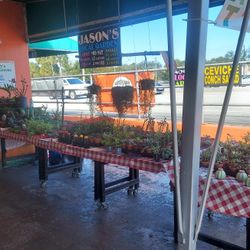 Today's Selection At Jason's Local Garden Located In Davie At The New River Grove 