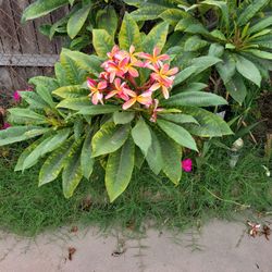 Fresh Plumeria Clips