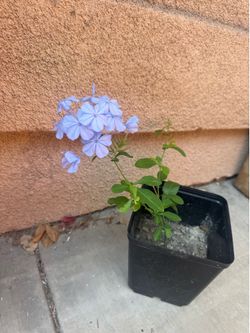 Blue jasmine plant