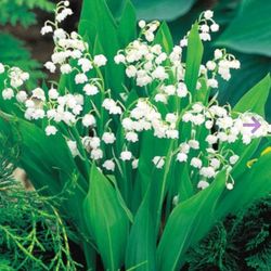 Lily of the walley  5 roots / plants