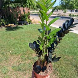 Raven "Black " Z  Z  Plant $43