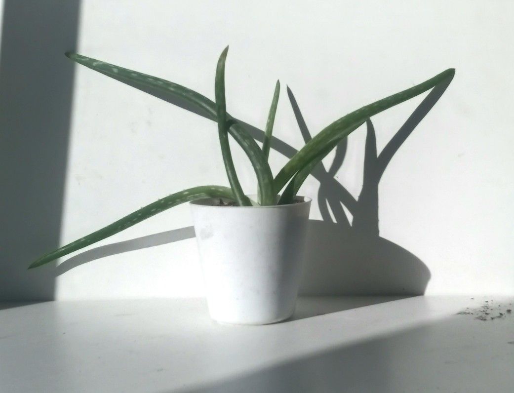 Aloe Vera Plant/ Indoor Plant/ House Plant Succulent Cactus Flower Patio Garden