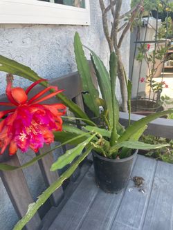 Orchid cactus,  ephypilum cactus