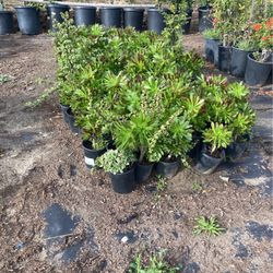 Plants