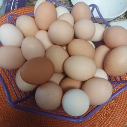 Fresh Eggs / Huevos Frescos