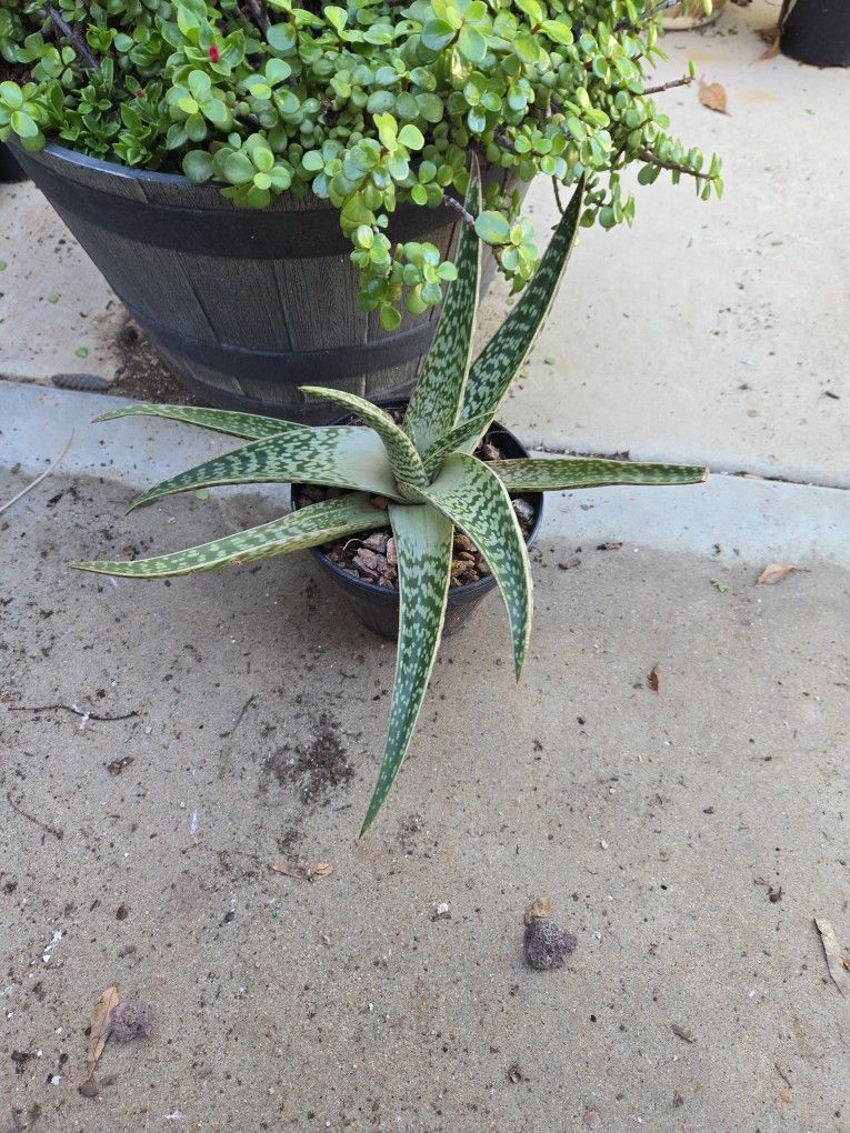 Cool Aloevera In 8in Pot