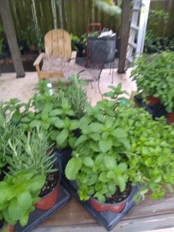 Fresh Herbs