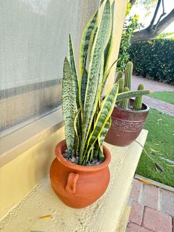 Snake plant pot