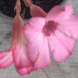 Desert Rose 🌸 