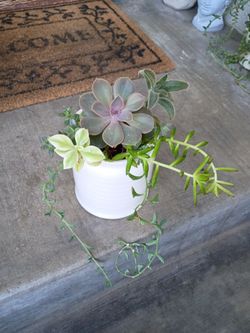Succulent