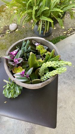 Cuttings From My Garden