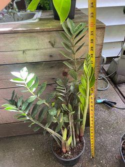 ~3ft (8” pot)big plant/ tall/full/lush/healthy ZZ plant low light/low maintenance indoor plant