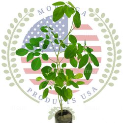 Moringa Tree With Free Moringa Seeds 