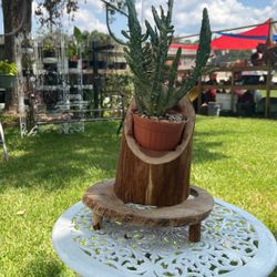 Cactus Base