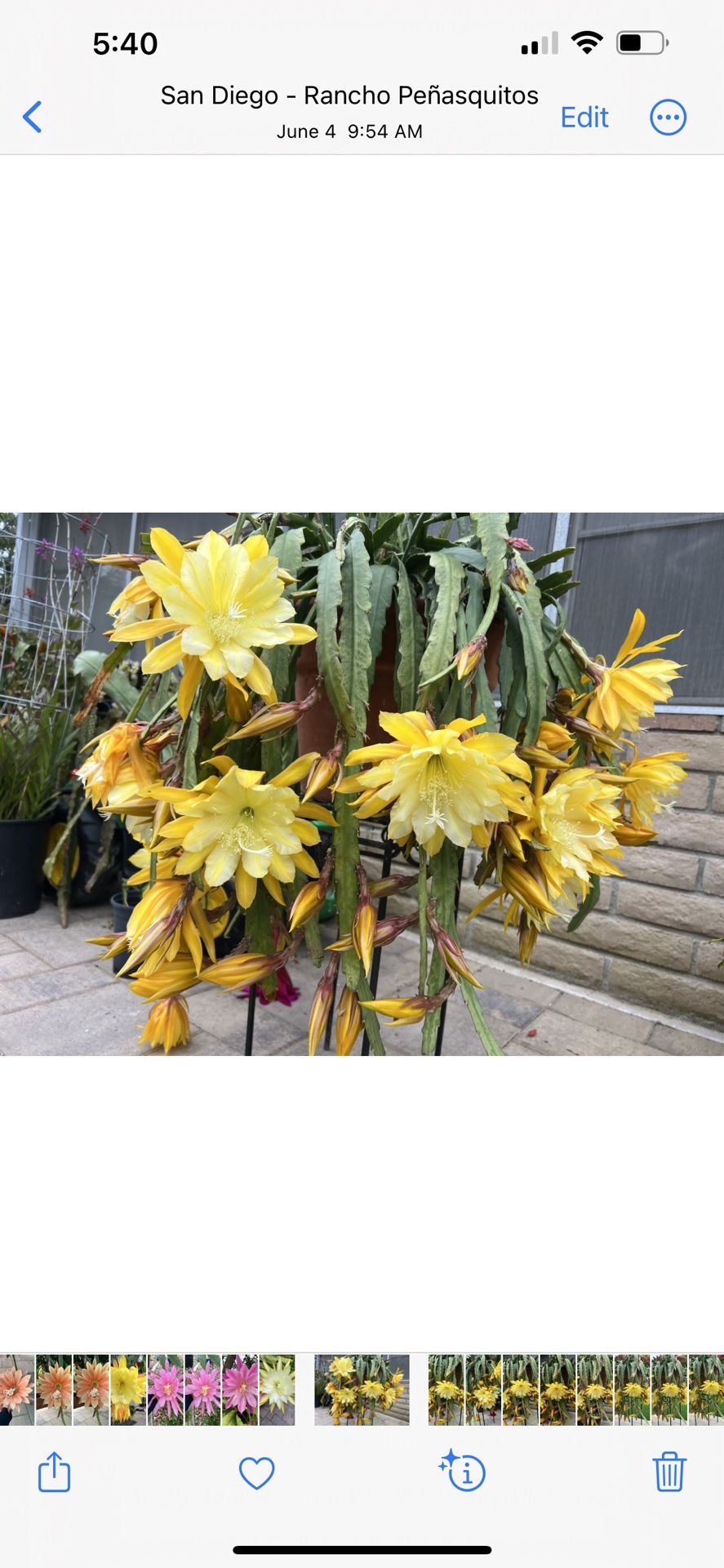 Epiphyllum Going bananas