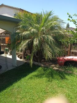Palm got too big for her space