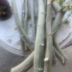 Marungay/Moringa Plant Branch Cuttings