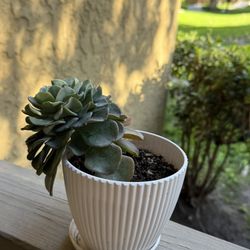 Blue Echeveria / Copper Rose