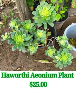 Haworthi Aeonium Plant 