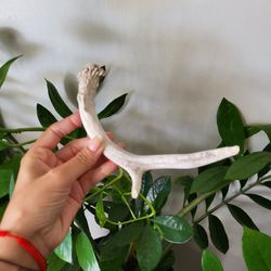 Deer Antler