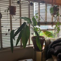 House Plant— Bird of Paradise