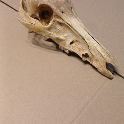 Wild Pig Skull