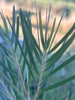 Live Australian Plants (species list)