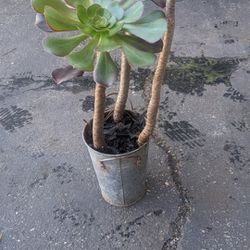 Very Cute Tall Succulents In A Cute Small Pot 