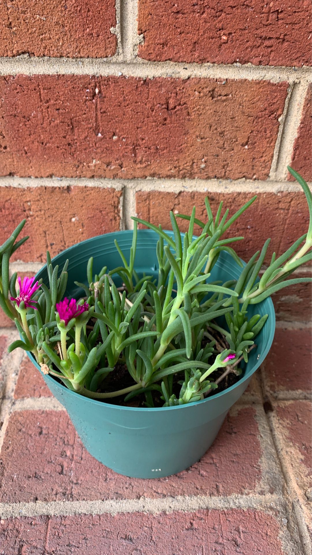 Purple flower outdoor succulents. These “sleep” at night