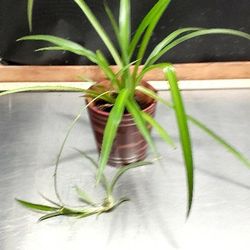 Ceramic Pot With Spidet Plant