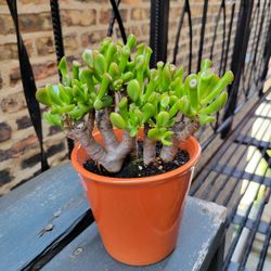 Ogre Ear Jade Plant