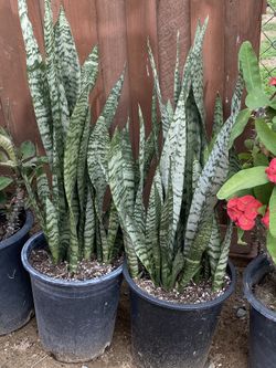 Snake Plants