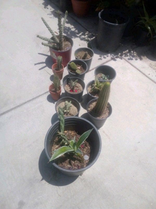 Cactus Plants Some Are Rare